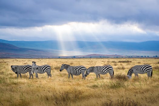 Article Image for Safari Adventures in Tanzania: Witnessing the Great Migration