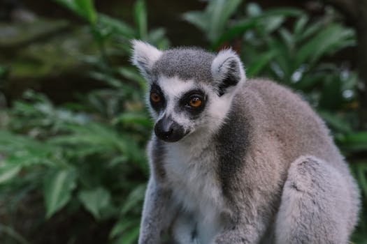 Article Image for Madagascar Uncovered: Wildlife and Forests Beyond the Beaches